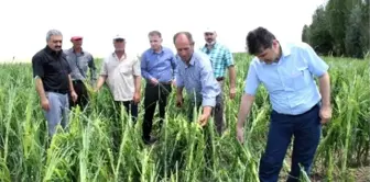 Karaman'da Dolu, Tarlada Mahsul Bırakmadı