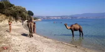 Kuşadası'ndaki Eski Çıplaklar Kampı Develere Emanet