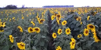 Sarıkoca, Ayçiçeği Hasadını Yerinde İnceledi