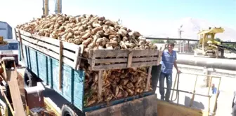 Uşak'ta Şeker Pancarı Alımları Başladı