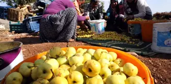 Amanos Alıcı' Üreticisini Sevindirdi