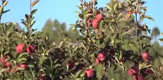 Anamur Elma Üreticisinin Düşük Fiyat Şikayeti Tekrar