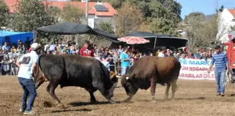 Boğalar, Datça Belediyespor İçin Güreşti