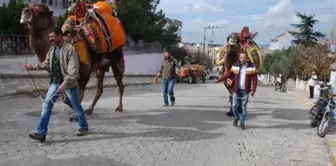 Güreş Develeri Sahaya İndi