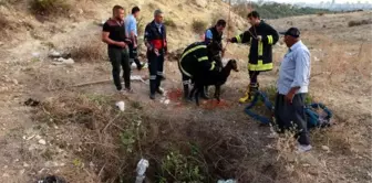 İtfaiye, Kuyuya Düşen Koyun ve Keçiyi Çıkarttı