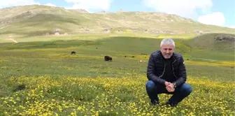 Ordu'da 'Yeşil Yol' Çalışmalarına Devam