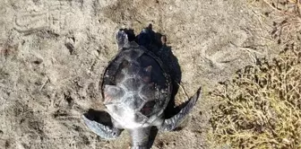 Çanakkale'de Ölü Caretta Caretta Sahile Vurdu