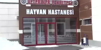 Hayvanlar Için 'Modern Hastane'