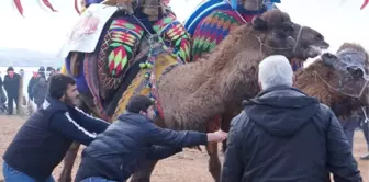 Lapseki Geleneksel 7. Deve Güreşleri