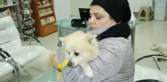 Çaldıkları İddia Edilen Köpeği Veterinere Götürünce Polise Yakalandılar