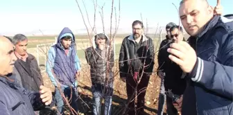 Adıyaman'da Meyve Ağaçlarında Budama Kursu Veriliyor