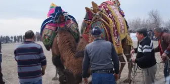 Çardak Kum Adasında Deve Güreşleri Yapıldı