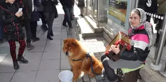 Romanyalı Kız Kardeşlerin Müziklerinden Çok Köpekleri Beks İlgi Görüyor