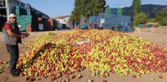 Türkiye'de Yılda 500 Bin Ton Elma Çöpe Gidiyor 2