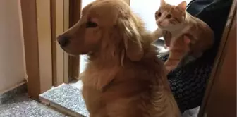 Kedi ve Köpeğin Dostluğu Görenleri Şaşırtıyor