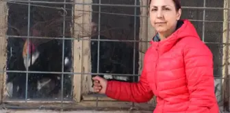 Köhne Binada Kilitli Tutulan Köpeği Hayvanseverler Kurtardı