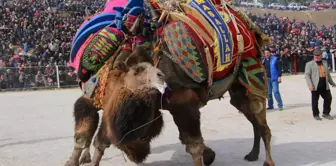 Kınık Belediyesinin Düzenlediği Deve Güreşleri Yapıldı