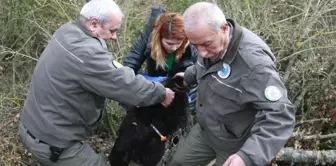 Siyah Kurt' Diye Günlerce Besledi Köpek Çıktı