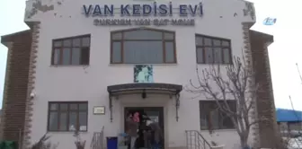 Van Kedilerine Çipli Takip Sistemi