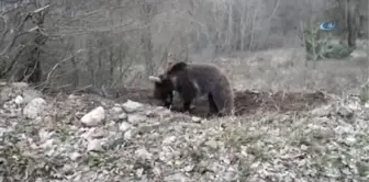 Arı Kovanlarını Ayılardan Korumak İçin Nöbet Tutuyorlar