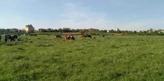 Tekirdağ'da Mera Islah Çalışmaları