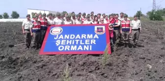 Jandarma Şehitler Adına Hatıra Ormanı Oluşturuyor