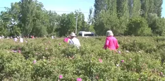 Gül Hasadına, Uzakdoğu'dan 'Yakın' Ilgi - Isparta