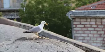 İstanbul'da Gün Batımında Mest Eden Görüntüler