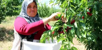 Türkiye'nin En Büyük Meyve Bahçesinde Kiraz Hasadı Başladı