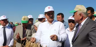 Bakan Çelik Konya'da Hasat Bayramına Katıldı