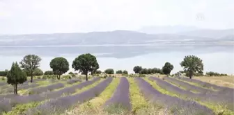 Lavanta Kokulu Köy'Ü 2 Haftada 20 Bin Kişi Ziyaret Etti