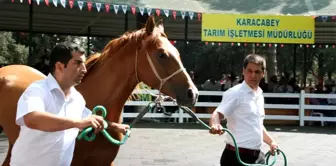 Yarış Tayları Ev Fiyatına Alıcı Buldu