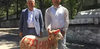 Belediye Başkanı, 500 Bin Liralık Yeni Makam Aracı İçin Kurban Kestirdi