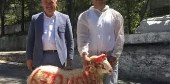 Belediye Başkanı, Yeni Makam Aracı İçin Kurban Kestirdi