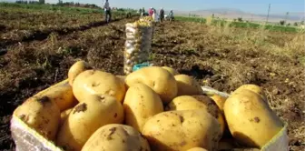 Sandıklı'da Patates Ekim Alanı Yüzde 40 Azaldı