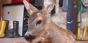 Tokat'ta Yavru Karaca Tedavi Altına Alındı