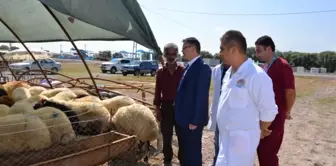 Tarım İl Müdürlüğü'nden Kurban Alacak Olanlara Büyük Hizmet