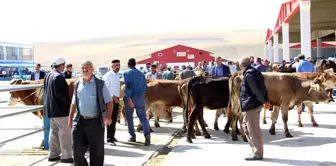 Kurban Bayramı'nda Erzurum'da Bu Yıl Kesilen Büyük ve Küçükbaş Hayvan Sayısı Açıklandı