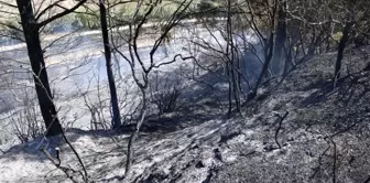 Antalya'da Orman Yangını