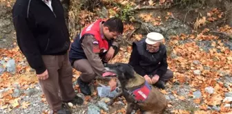 Kayıp Kişi, İz Takip Köpeği Tarafından Bulundu