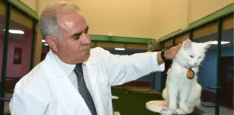 Kedi Güzellik Yarışmasının Birincisi 'Kartopu' İlgi Odağı Oldu