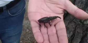 Akbez Geyik Böceği İçin Koruma Planı - Hatay