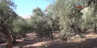 Mardin Derik'te Zeytin Hasadı Başladı: Üretici Üzgün