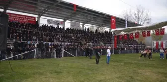 Kargı Güreşleri Kırkpınarı'ı Aratmadı