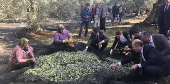 Havran Protokolü Zeytin Topladı