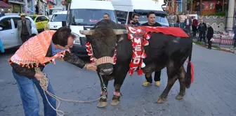 Artvin'de Şampiyon Boğaya Yoğun İlgi