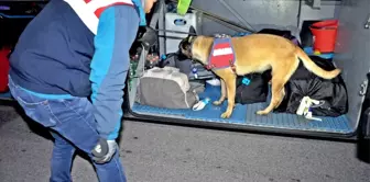 Jandarmadan Narkotik ve Bomba Arama Köpekli Asayiş Uygulaması