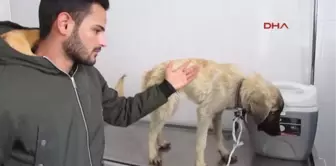 Afyonkarahisar Öğrenciler Yolda Buldukları Bitkin Köpeği Tedavi Ettirdi