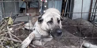 Çoban Köpeği Boğulmaktan Son Anda Kurtarıldı