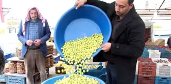 Şanlıurfa'da Günde 3 Ton Yeşil Zeytin Satılıyor